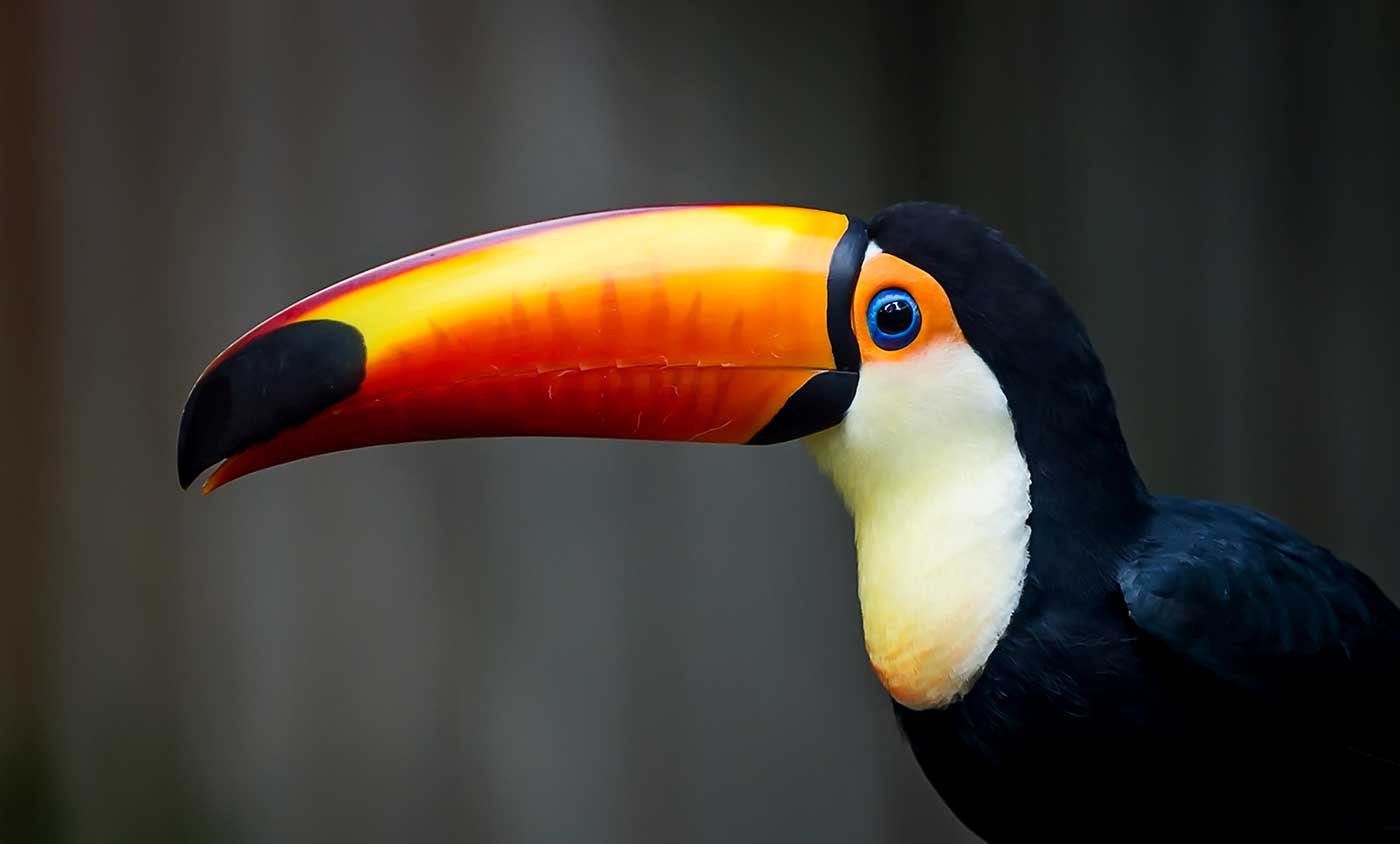 Toucan